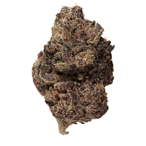 Sunset Sherbert THCa Flower - solo bud shot, floating effect copy