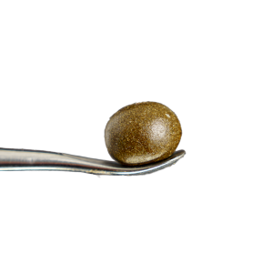 Temple Ball Hash: G41